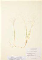 藏品(鹼亂子草)的圖片